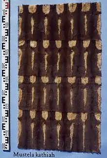 Pine-Weasel-Tafel