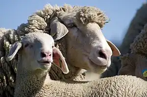Merinolandschaf