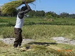 Landwirtschaft in Kirinyaga County