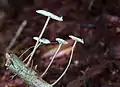 Mycetinis opacus