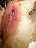 Myiasis einer Wunde am Unterschenkel einer Katze