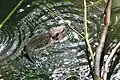 Nutria