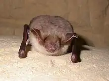 Großes Mausohr, Fledermaus des Jahres 2024