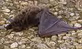 Große Bartfledermaus (Beispielfoto)