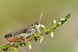 Gefleckte Keulenschrecke, Männchen