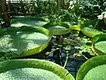 Victoria cruziana im Botanischen Garten von Nancy