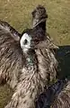 Emus, 2011