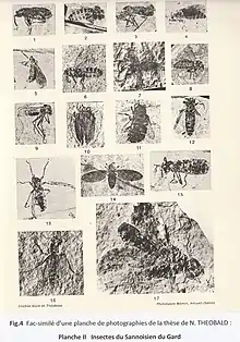 Bild 4 : Diplomarbeit von Nicolas Théobald, Bildseite. II, Insekten von Sannoisien du Gard.