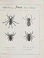Illustration der Gebänderten Bodenspringspinne und weiterer Springspinnen aus Monographia Aranearum – Monographie der Spinnen von Carl Wilhelm Hahn ab 1820.
