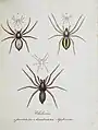 Ausschnitt aus Monographia Aranearum = Monographie der Spinnen von Carl Wilhelm Hahn (1820)