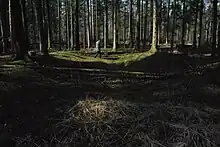 Großsteingrab Heinschenwalde Fpl. 39