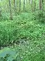 Blühende Wasserfeder im NSG