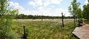 Lehrpfad Hochmoor, Scheiden-Wollgras (Eriophorum vaginatum) mit weißen Fruchtständen