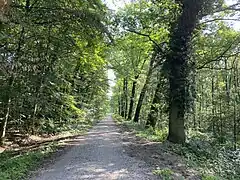 Geradliniger Forstweg im NSG