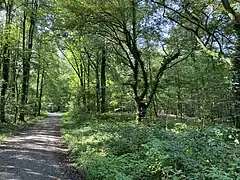 Laubwald im NSG