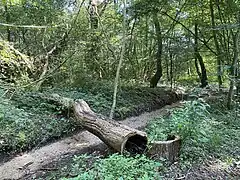 hohler, umgestürzter Baum über dem Sandbett des trockenen Hinkesforstgrabens