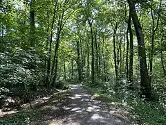 Wanderweg am trockengefallenen Hinkesforstgraben