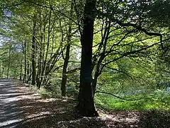 Buchenstarkholz am Rand der Talaue