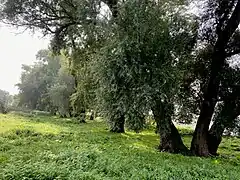 alte Weiden säumen das Rheinufer