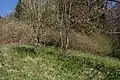 Verbuschte Huteweide