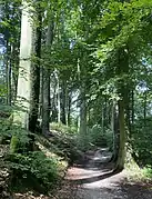 Wanderweg im südöstl. Teil des NSG