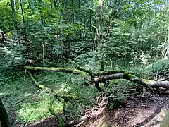 Baumsturz im NSG