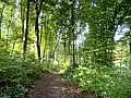 Hörsterholzwald