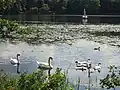 Höckerschwanfamilie in der Schwimmblattzone