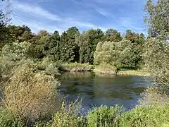 Kormorane, Reiher und Eisvögel jagen in den Buhnen der Ruhr