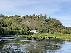 Herde Heckrinder in der Ruhraue an der Isenburg (Hintergrund)
