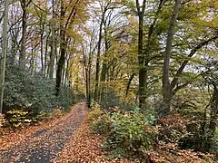 Wald bei Sünsbruch
