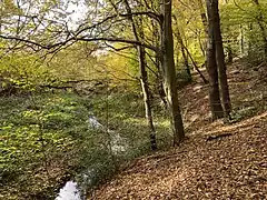 Ende des begehbaren Teils im NSG Hesselbachtal - Pfad führt ab hier aufwärts zur Klinik Blankenstein über dem Tal der Hesselbecke