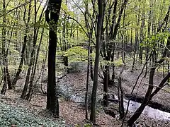 Auwald