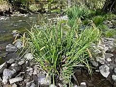 Hänge-Segge (Carex pendula) am Eschbachufer