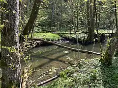 Kleiner Nebenbach erreicht den Eschbach im Auwald