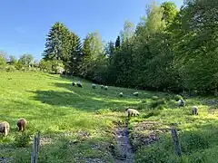 Schafsweide am Farrenbracker Bach