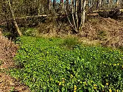 Sumpf-Dotterblumenbestand am linken Nebenbach