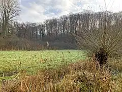 Schilf und Kopfweide am Graben
