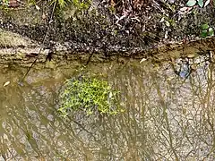 Laichplatz für den Fadenmolch - Wassersterne (Callitriche spec.)