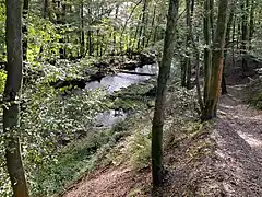 NSG Dhünnaue nördl. Altenberg