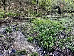 Bestände der Großen Pendelsegge am Wiembach