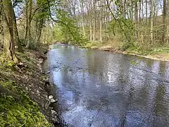 die Dhünn im NSG