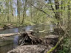 naturnahe Dhünn im NSG