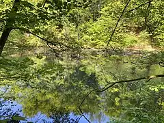 Gruppe Kanadagänse bei Wilhelmstal
