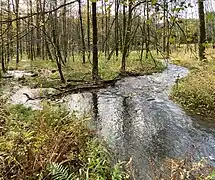 Teilüberleitung Neye II in Neye I - Auwaldvernässung