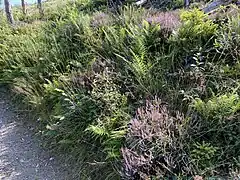 Heidekraut, Farn und Pfeifengras am Wanderweg A3
