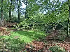 Quellmulde der Reebeck mit umgestürzter Buche
