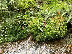 Viele Moosarten am Ufer der Reebeck (z. B. Torfmoose spec.)