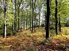 Lichter Buchen-Eichenwald im Adlerfarn