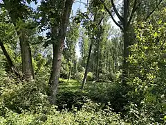 Im Tal des Garather Mühlenbaches
